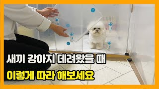 새끼강아지 울타리안에서 낑낑거림 해결방법