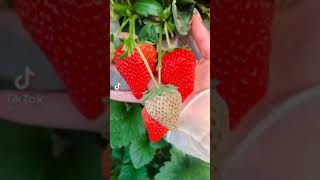 Sweet sour of Strawberry's resource of vitamin C I