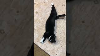 おなかを隠してだめ〜【猫動画】tuxedo-cat白黒猫ざきお