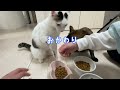 ご飯を食べた後は全力で仰向けリラックスする猫チロさん