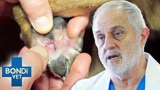 Itchy Dog Keeps Chewing At His Feet 😟 | Bondi Vet