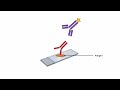 indirect immunofluorescence test animation