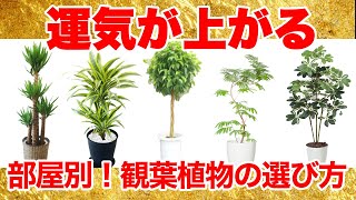 【保存版】部屋別！運気が上がる観葉植物「金運」「健康運」「仕事運」のUPを促し、育てやすく人気でお勧めの観葉植物