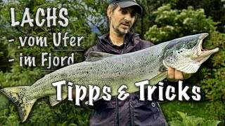 Lachse im Fjord vom Ufer - Tipps \u0026 Tricks!