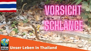 Vorsicht Schlange! Rollertour in Thailand #thailand #schlange #asien #auswandern #roller #bike