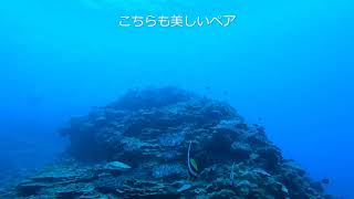 20211119 Diving 沖縄 クマノミ城 #57