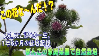 この花な～んだ！？大浦太ごぼうの一生。１年６か月の栽培記録です。ぽんこの家庭菜園で自然栽培では無肥料無堆肥無農薬で野菜を育てています。