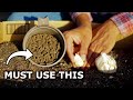 AVOID These Garlic Growing Mistakes