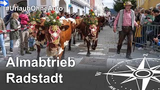 Almabtrieb in Radstadt: Besonderes Erlebnis beim Urlaub am Bauernhof