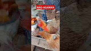 Nag agawan #kaprobinsya #shortsviral #freerangechickens #rir