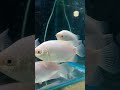 Kissing fish #shorts #viral #trending #kissingfish #aquariumfish