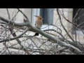 common hoopoe