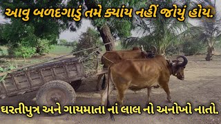 એક અનોખું બળદગાડું | ઘરતીપુત્ર અને ગાયમાતા નાં સંતાન નો વિશ્વાસનો પવિત્ર નાતો.|