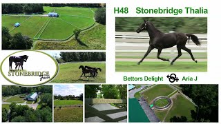 H48 Stonebridge Thalia - LSYS2020