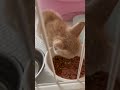 朝食後にハンモックの上で鳴くオラオラ子猫が可愛すぎる shorts 猫動画 子猫保護 子猫