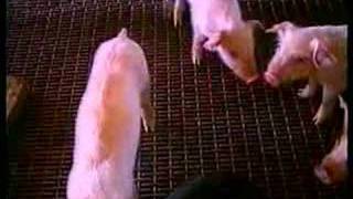 Undercover Pig Farm Investigation