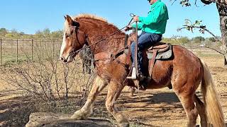 Mohawk - 2019 Belgian/Warmblood Gelding