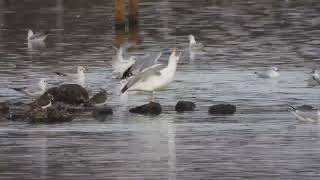 Caspian Gull display call Attenborough NR 07 02 2024