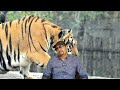 tallades man eater tiger 4 । शिकार कहानियां जिम कार्बेट की । जंगल की कहानी । story narration hindi