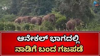 Anekal Elephants | ಕಾಡಂಚಿನ ಗ್ರಾಮಕ್ಕೆ ಲಗ್ಗೆ ಇಟ್ಟ ಕಾಡಾನೆಗಳು