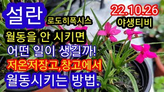 설란 2번째 저온처리방법. 이렇게 안 하면 내년에 꽃이 안 필 수도 있다.