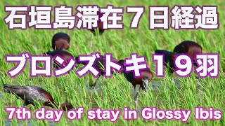 【迷鳥滞在中】石垣島滞在７日間経過　ブロンズトキ１９羽 7th day of stay in Glossy Ibis