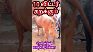 ரெட் சிந்து மாடு, கிடைக்கும்|red sindhi cow,hifer cow,