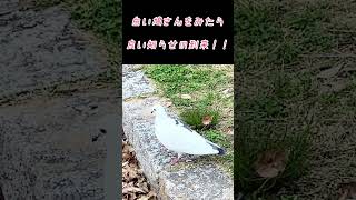 みたら幸せになれる白い鳩（ハト）さん🕊 #いつもありがとうございます