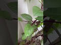 basella rubra red malabar spinach ചുവന്ന വള്ളിചീര