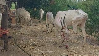 नादखुळा परिवारमध्ये सरळपध्दतीच्या भेटीनंतर अनुभव जागेवर सडेतोड बोलणारे व्यक्तिमत्व मा राकेश पाटिल