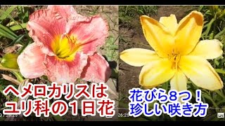 ヘメロカリス開花状況(2020/6/17)　～ユリ科の一日花、次々と蕾が出来、２～３週間花が楽しめる～