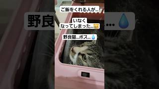 【待っていてくれた猫…⁉🐱】飼い主同然の人を失くして…😿#猫#野良猫#保護猫#shorts