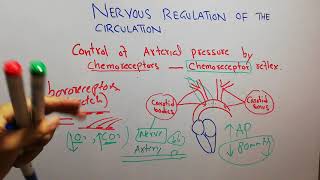 CVS physiology 126. Role of chemoreceptors control of arterial pressure, carotid body