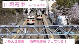 「山陽電車 阪神電車」さくら満開 🌸 須磨浦公園駅 ＋JR神戸線