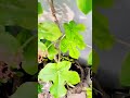 compost manure for plants மாட்டு சாணம் உரம் gardentips ramslife shorts shortsfeed nature