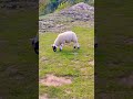 Little Friend 🐑🐑🐑 - Dovedale - Peak District | Solo Traveler