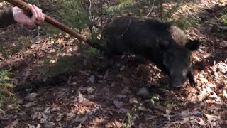 2023 Spear Hunting Wild Boar / Hogs