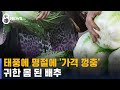 '포장 김치 품절 사태'까지…추석 채소 물가 더 들썩인다 / SBS