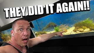 THE FISH DID IT AGAIN! The king of DIY aquarium update