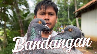 MERPATI BANDANGAN CAKEP ?