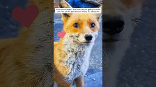 A kind man saves fox trapped in net and then...