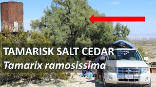 TAMARISK, Tamarix ramosissima, Saltcedar, Anza-Borrego, Sonoran Desert; or Salt Cedar