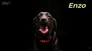 Meet Enzo: The Energetic and Lovable Lab/German Shepherd Mix #LabShepTV