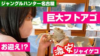 真夏の爬虫類イベント🐍ジャングルハンター名古屋　フトアゴヒゲトカゲ ボールパイソン ジャイアントゲッコー ハムスター