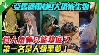 為什麼亞馬遜雨林被稱作“人類禁區”？河中9大恐怖生物，食人魚竟只能排最後？