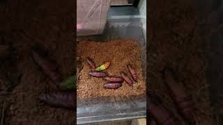 Hornworm/ Manduca Moth Setup