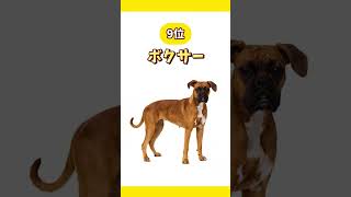 攻撃力が高い犬種ランキング👑※ランキング上位の犬種だからといって全てが危険というわけではありません🙆‍♀️ #犬 #犬のいる暮らし #愛犬 #わんこ #犬バカ部 #ペット#犬好きな人と繋がりたい