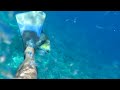 titan trigger fish attack