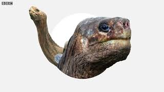 Theory of Evolution How did Darwin come up with it BBC News