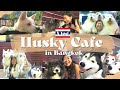 Husky Cafe in Thailand, Bangkok!